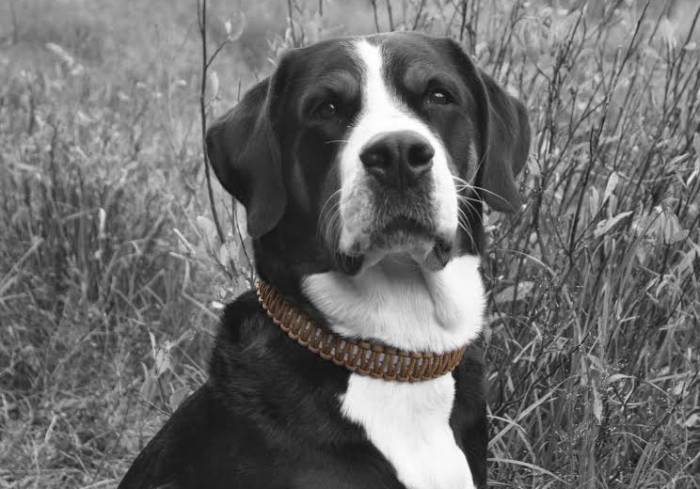 Reflective Paracord Dog Collar