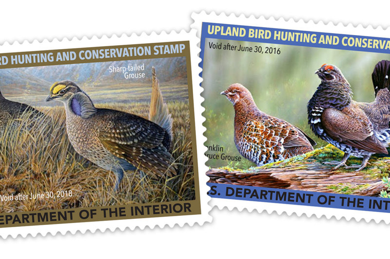Birds In Danger: Could $15 Stamp Help?