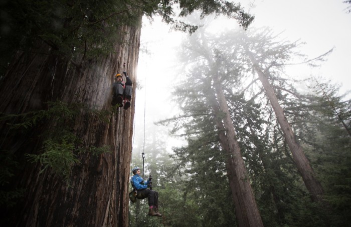 Climbing To Redwood Canopy