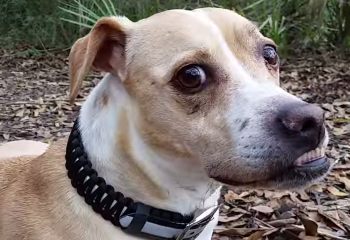 Survival Kit in Your Dog’s Collar