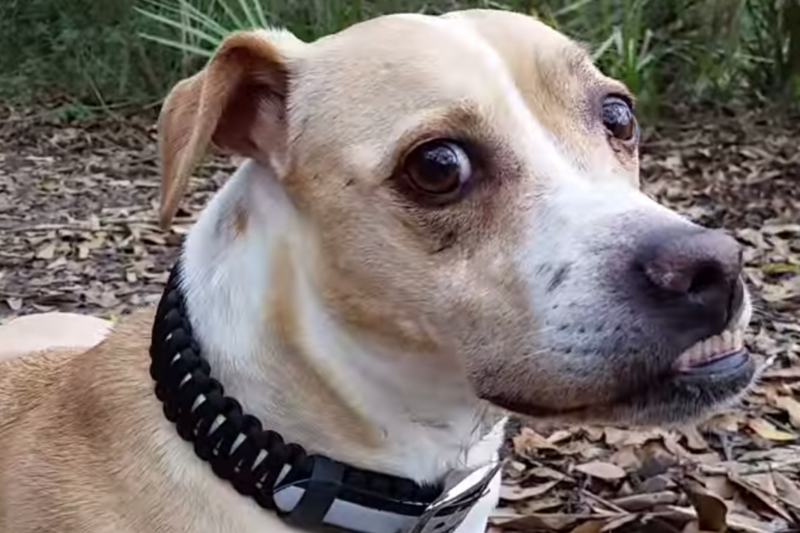 Survival Kit in Your Dog’s Collar