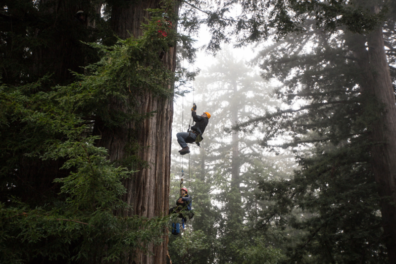 Climb A Redwood This Weekend