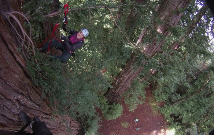 Redwood Climb