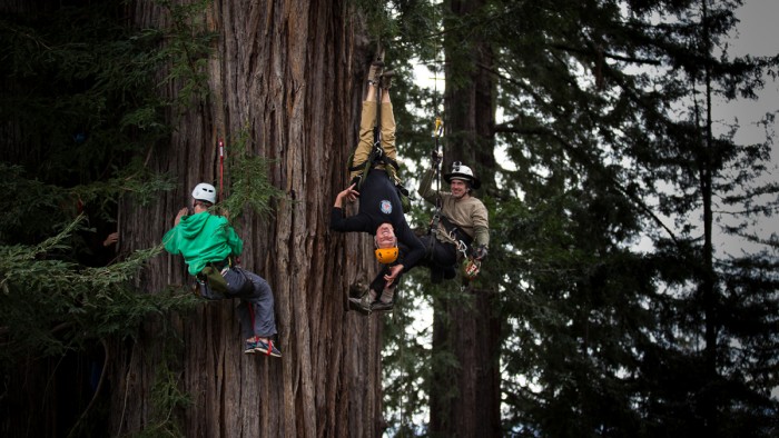 Редвуд форест калифорния. Национальный парк редвуд. Гумбольдт-редвудс. Кроссовер редвуд обзор. Редвуд парк bigfoot.