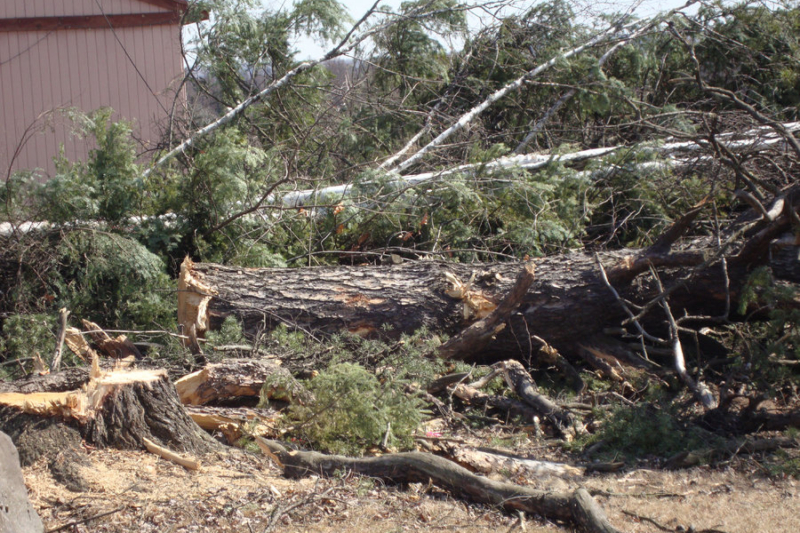Cut Down: State’s Tallest Jack Pine Hacked Before Earth Day