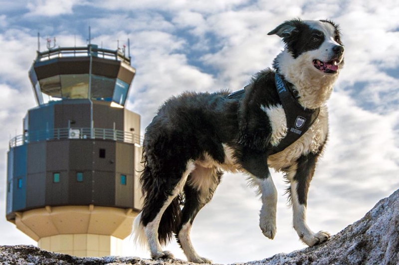 A Different Kind Of ‘Bird’ Dog