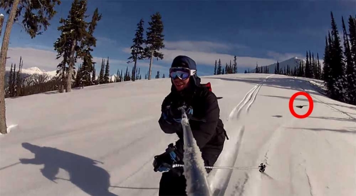 Bird Just Loves To Ski