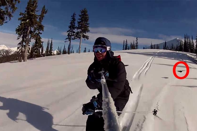 Bird Just Loves To Ski