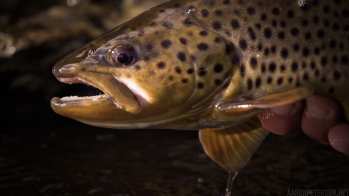 Trout Fishing As A ‘Visual Poem’