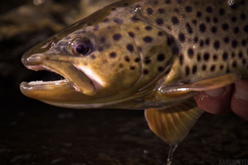 Trout Fishing As A ‘Visual Poem’