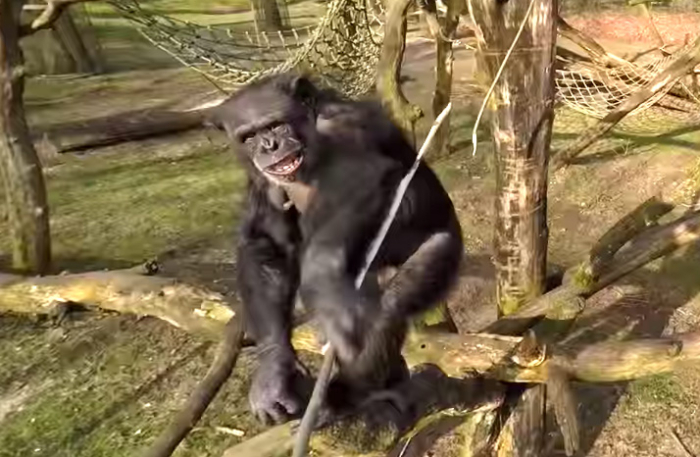 Chimp To Drone: Get Off My Lawn!