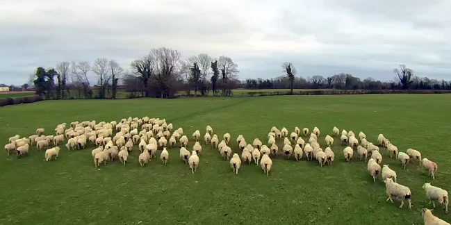 Sheep Herding Drone