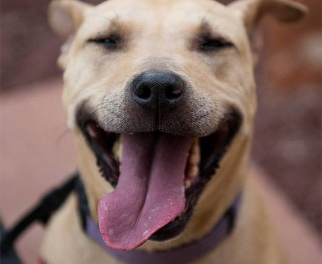 Adopt An Adventure Dog: Program Offers Free Pups