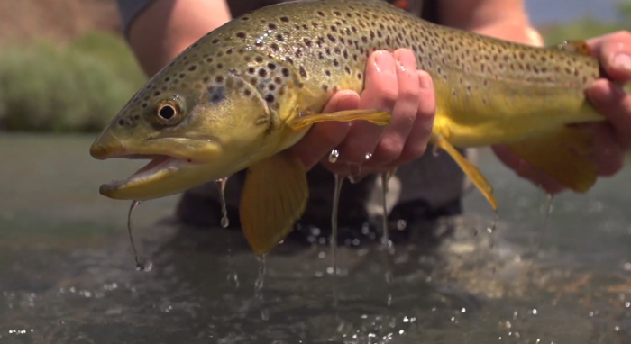 Montana’s ‘Bucknasty Brown’ Trout