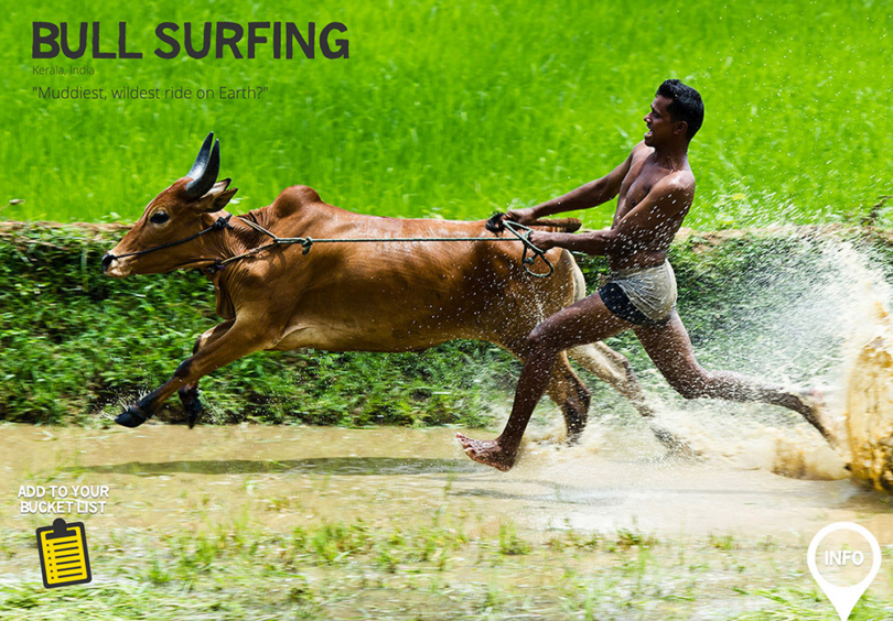 Rare Earth Bull Surfing