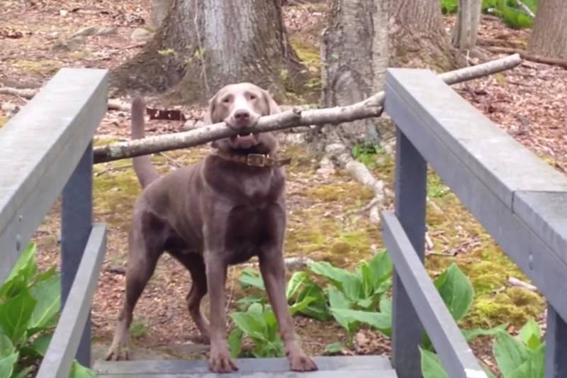 Dog’s Got A Problem