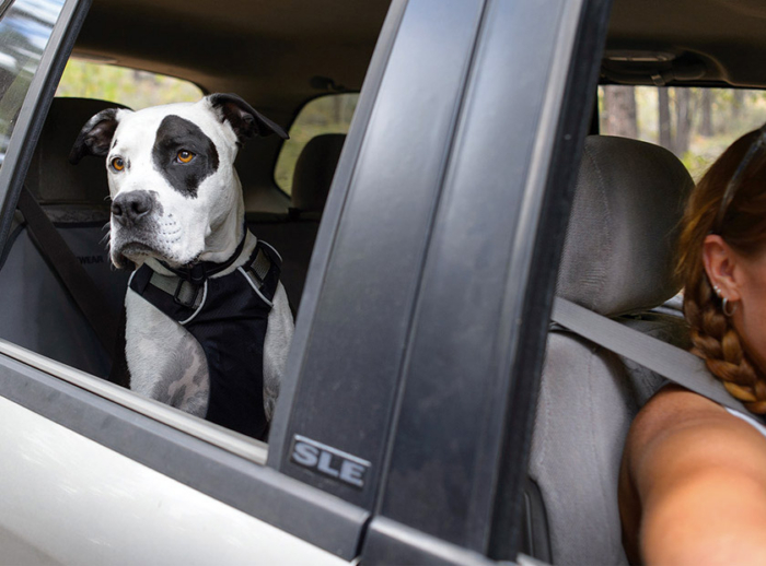 ‘Buckle Up’ Your Pup: Ruffwear Harness Safety Belt