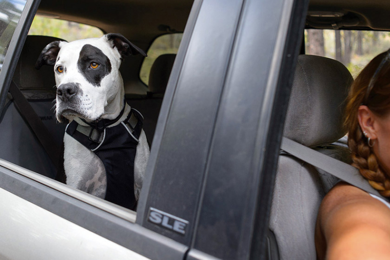 ‘Buckle Up’ Your Pup: Ruffwear Harness Safety Belt