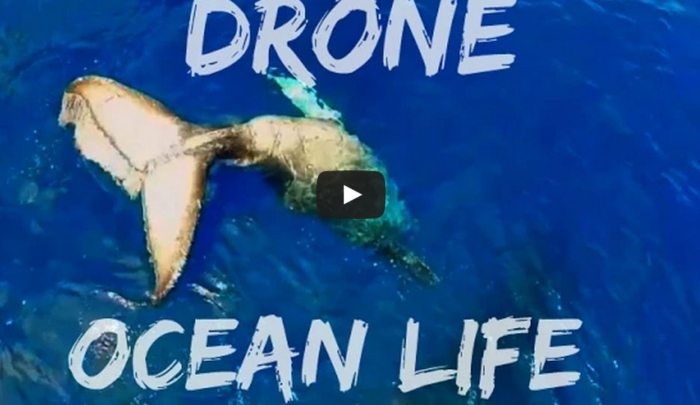 Dolphins, Sharks, Whales… Filmed From The Air