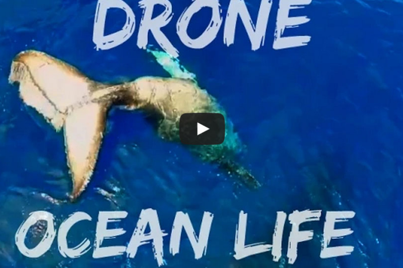 Dolphins, Sharks, Whales… Filmed From The Air