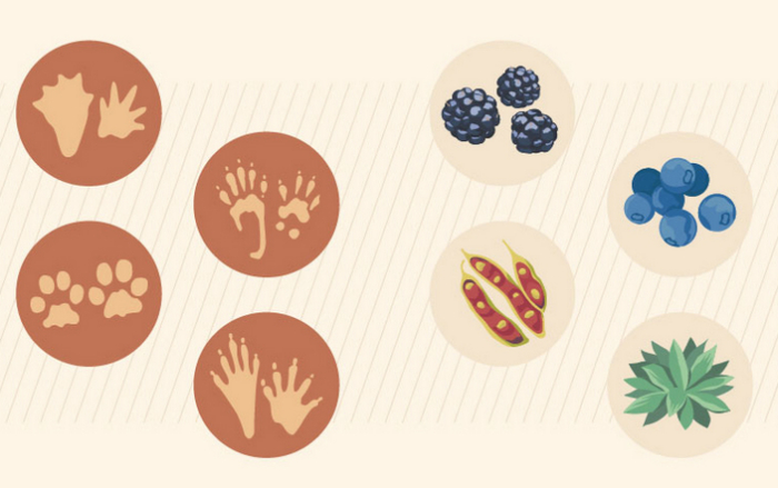 Visual Guide: Flora & Fauna