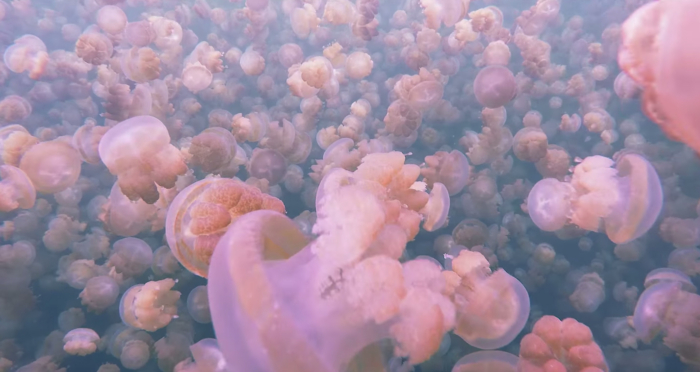 Mesmerizing Swim Through Millions Of Jellyfish
