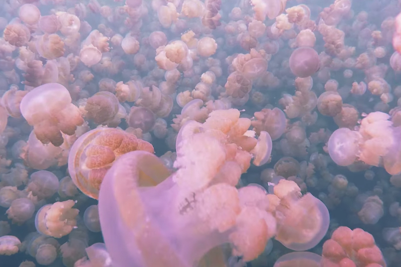 Mesmerizing Swim Through Millions Of Jellyfish