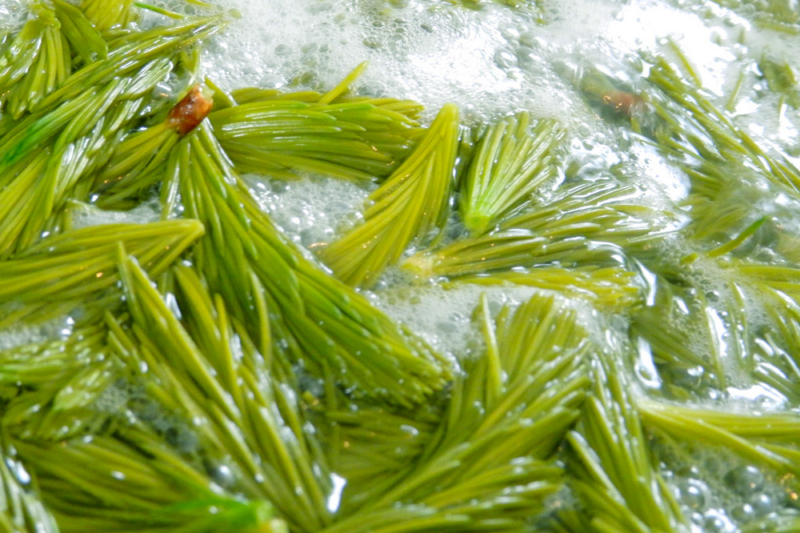 Drink Nature: Pine Tree Soda