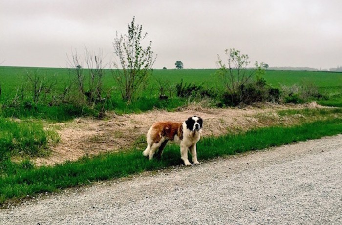 Saint Bernard Day 2 Almanzo Course Mile 340