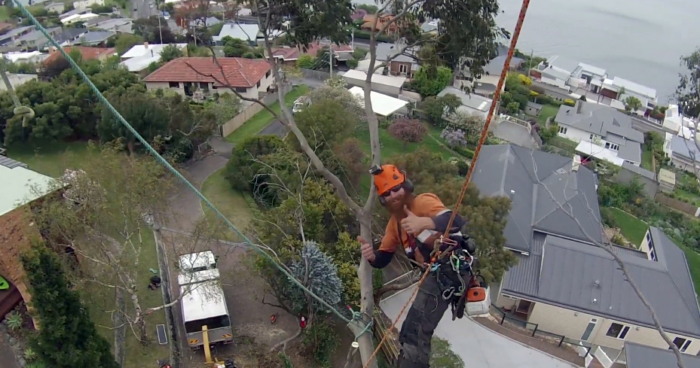 ‘Tree Wizard’ Arborist Has Mad Skills
