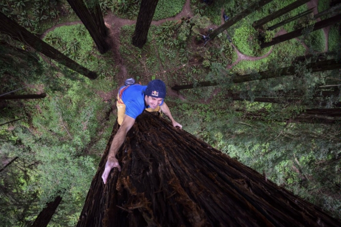 Chris Sharma Free Climbs Giant Redwood Tree