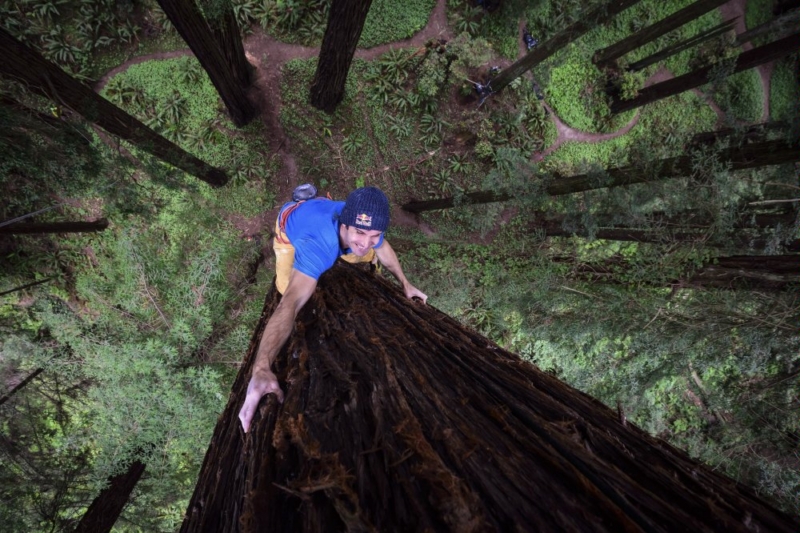 Chris Sharma Free Climbs Giant Redwood Tree