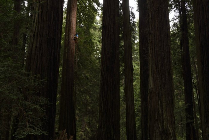climbing a redwood tree