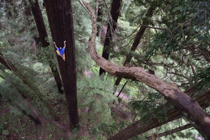 huge tree climb