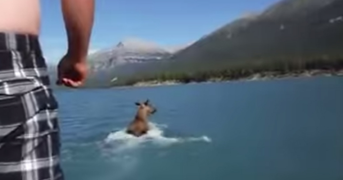 Drunk Idiot Rides Moose