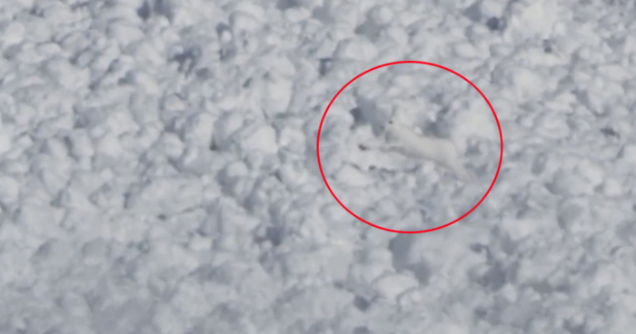 Rabbit Runs Right Over Avalanche