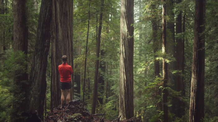 Running Through A Redwood Forest