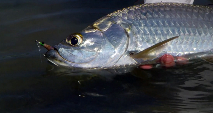 Big Fish, Little Boat: Saltwater Fishing By Kayak
