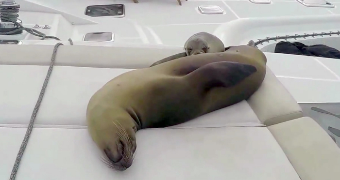 The Cutest Stow-Aways