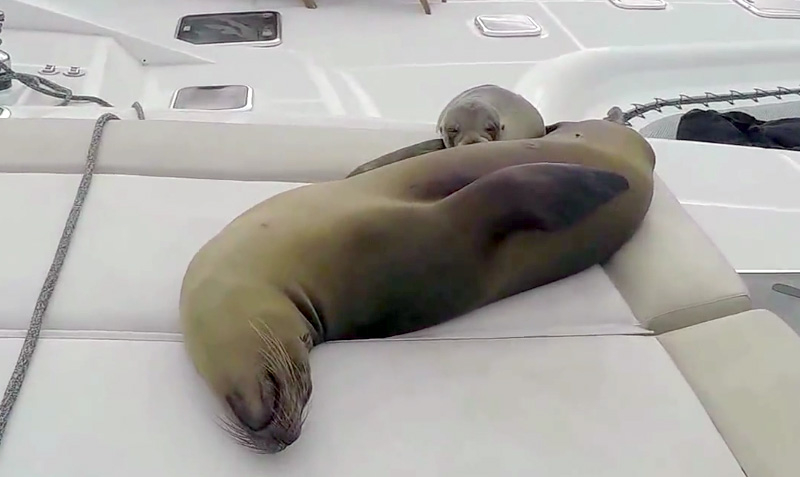 The Cutest Stow-Aways