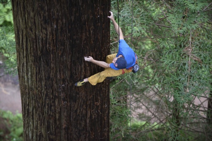 sharma climbs redwood