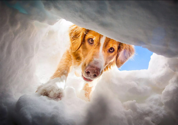 ‘Ski Patrol Dogs Of Snowmass’