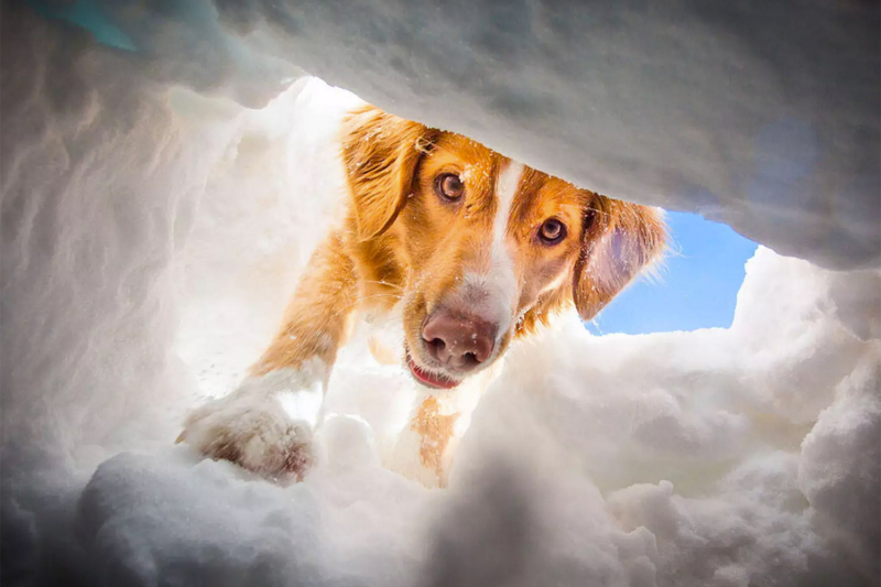 ‘Ski Patrol Dogs Of Snowmass’