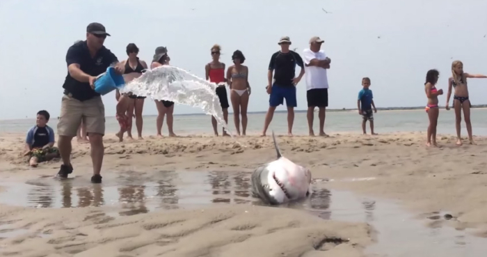 Beached Great White Shark Saved