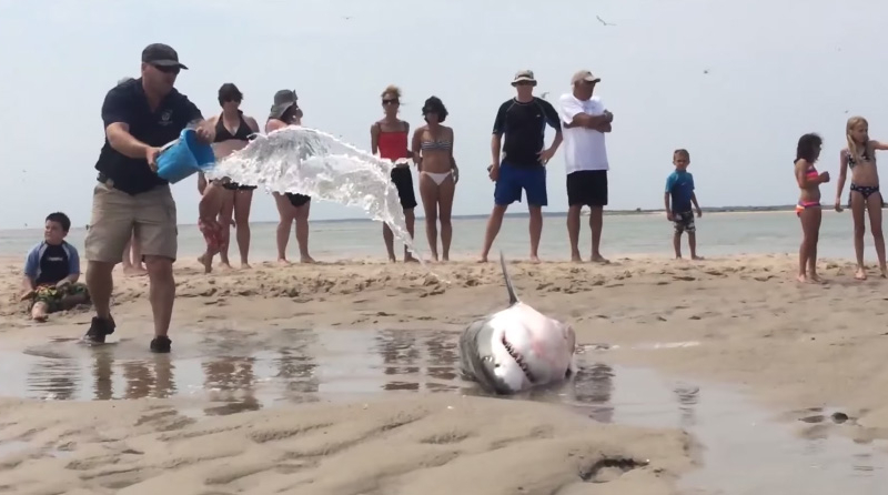 Beached Great White Shark Saved