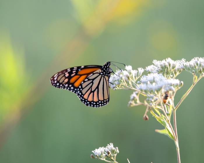 Monarch Butterfly