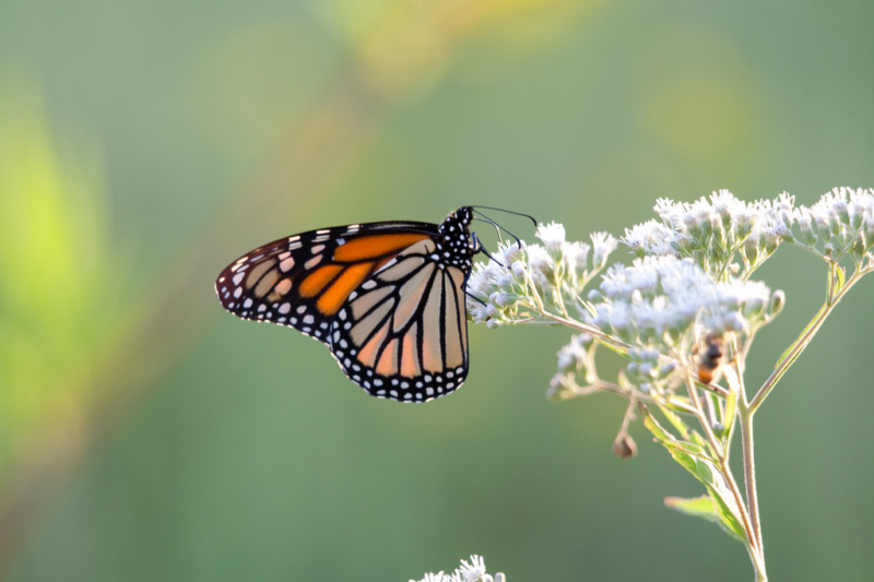 20 Years Later, EPA To Study ‘Roundup’ Herbicide