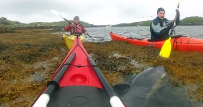 Kayakers Rescue Dolphin Trapped In Seaweed