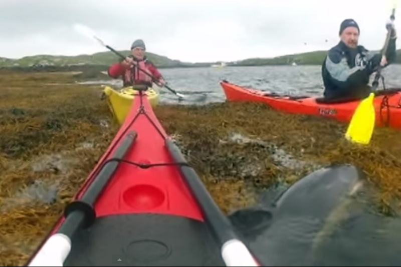 Kayakers Rescue Dolphin Trapped In Seaweed