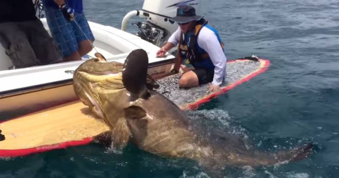 First Goliath Grouper Caught From S.U.P. Board